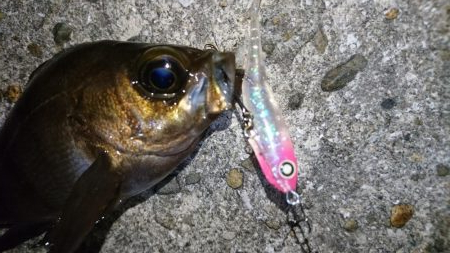 渋いながらもメバルプラッキング