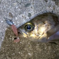 今夜は高活性！！