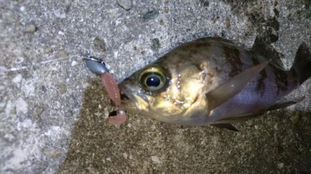 今夜は高活性！！