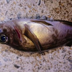 渋かったですが