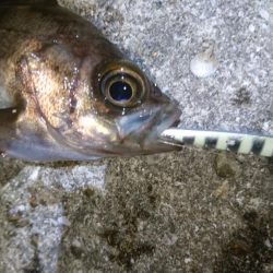 今夜のメバルはジグパラマイクロ