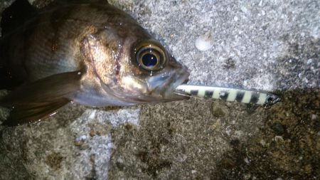 今夜のメバルはジグパラマイクロ