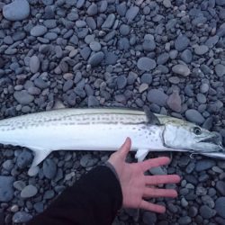 トップウォーターでサワラが飛んだ