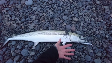 トップウォーターでサワラが飛んだ