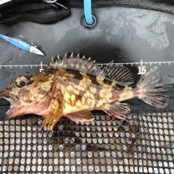 神戸ライトワインド1