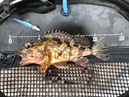 神戸ライトワインド1