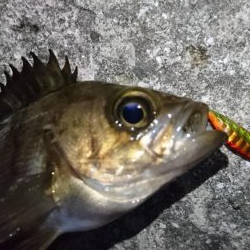 今夜のメバルはフォールに好反応！！