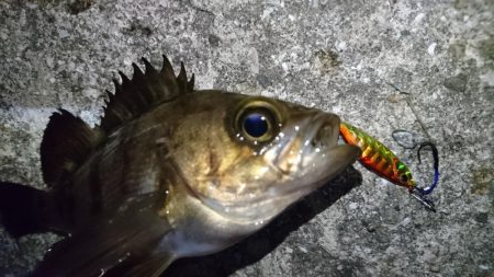 今夜のメバルはフォールに好反応！！