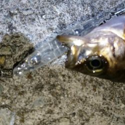 プラグ時々ジグ単