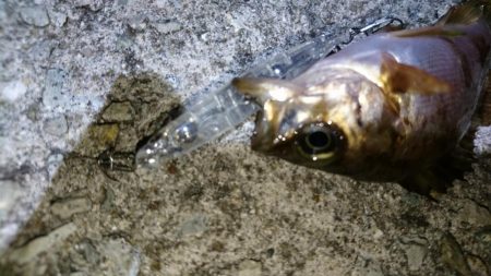 プラグ時々ジグ単