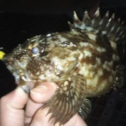 藻だらけ、、、