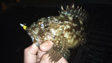 藻だらけ、、、