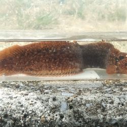 今期初物２種ゲット！　高級魚を堪能