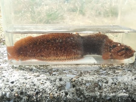 今期初物２種ゲット！　高級魚を堪能