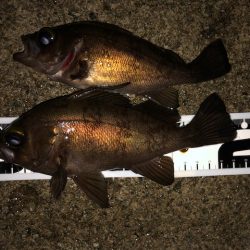 二見メバリング7