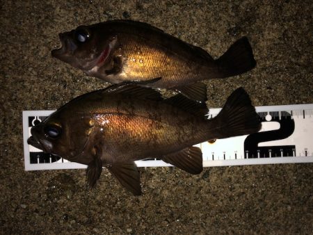 二見メバリング7