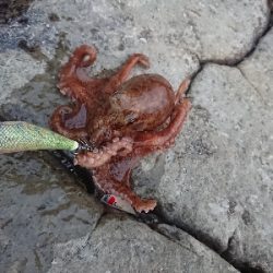 サビキからのエギング！