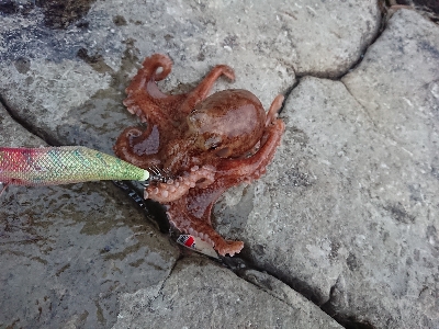 サビキからのエギング！