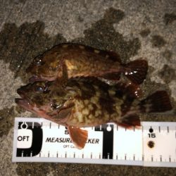 神戸ライトワインド1