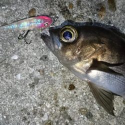 渋いながらもメバルプラッキング