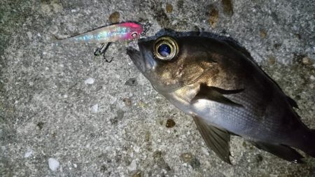 渋いながらもメバルプラッキング