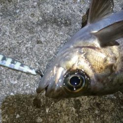 今夜のメバルはジグパラマイクロ