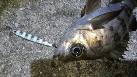 今夜のメバルはジグパラマイクロ