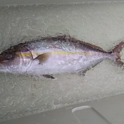 ジギング釣り果・サワラ・カンパチ