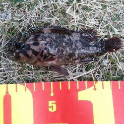 今期初物２種ゲット！　高級魚を堪能