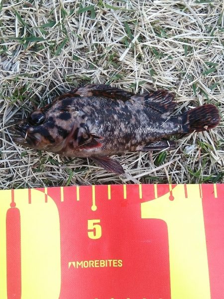 今期初物２種ゲット！　高級魚を堪能