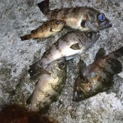 流れが速い時はメタル！！