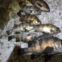 今夜のメバルはジグパラマイクロ