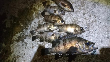 今夜のメバルはジグパラマイクロ