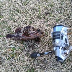 今期初物２種ゲット！　高級魚を堪能