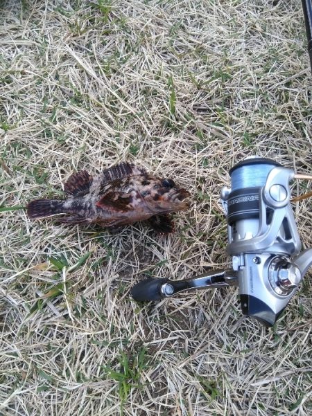 今期初物２種ゲット！　高級魚を堪能