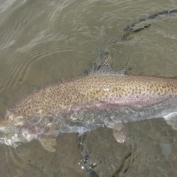 フィッシングレイクたかみや 釣果
