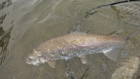 フィッシングレイクたかみや 釣果