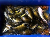 オーシャンマスター 釣果