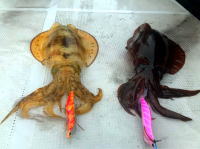 オーシャンマスター 釣果