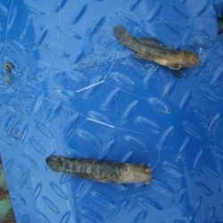 オリジナルメーカー海づり公園(市原市海づり施設) 釣果