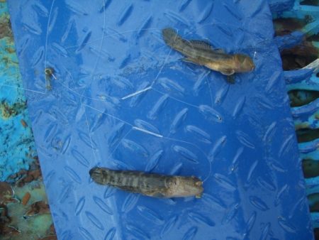 オリジナルメーカー海づり公園(市原市海づり施設) 釣果