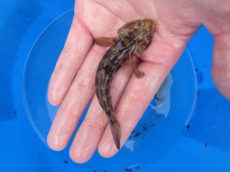 オリジナルメーカー海づり公園(市原市海づり施設) 釣果