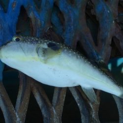 オリジナルメーカー海づり公園(市原市海づり施設) 釣果