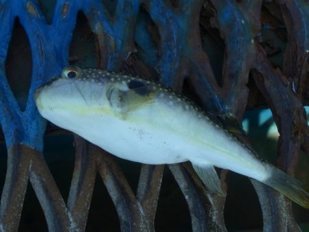 オリジナルメーカー海づり公園(市原市海づり施設) 釣果