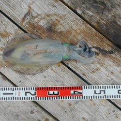 こかわ渡船　雅丸 釣果