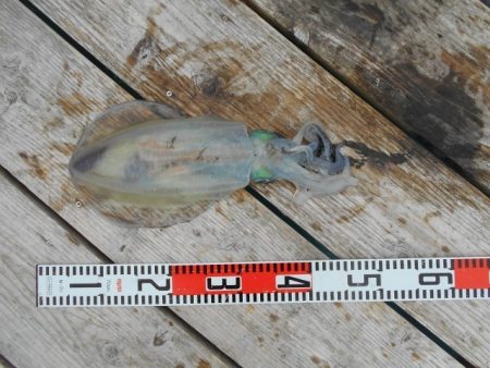 こかわ渡船　雅丸 釣果