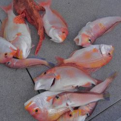 遊漁船 新鋭丸 釣果