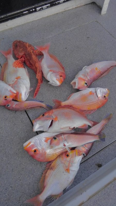 遊漁船 新鋭丸 釣果