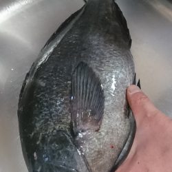 しば渡船 釣果