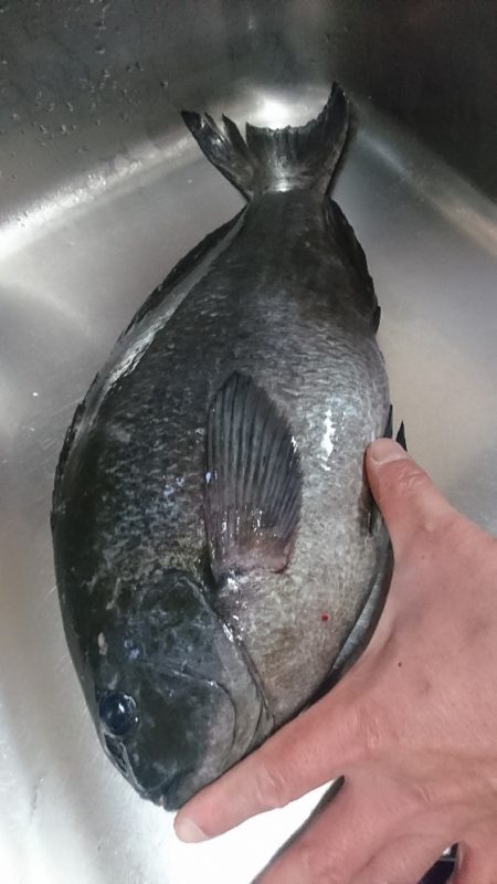 しば渡船 釣果